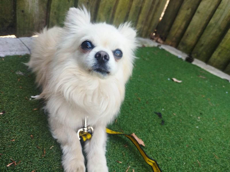 undefined | Chihuahua (Long Coat) | undefined - 6