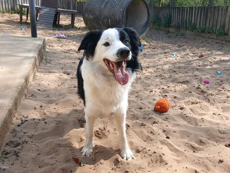 Oscar | Collie (Border) | Ilfracombe - 1