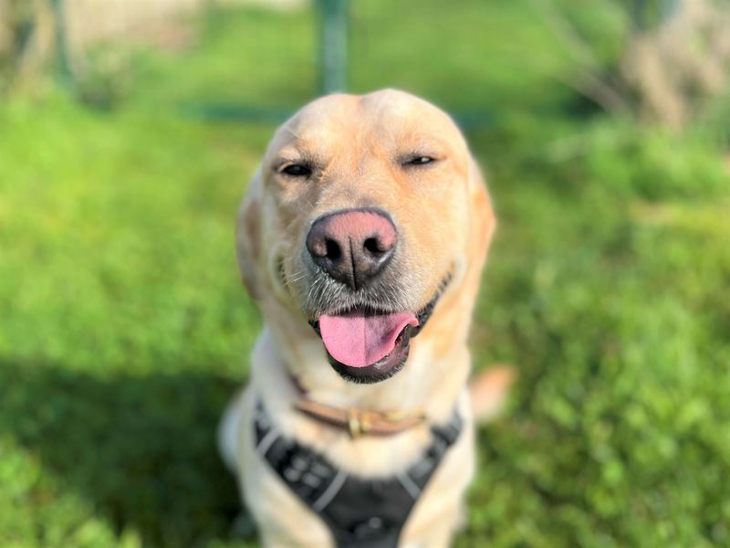 Sully | Retriever (Labrador) | Bridgend (Wales) - 1