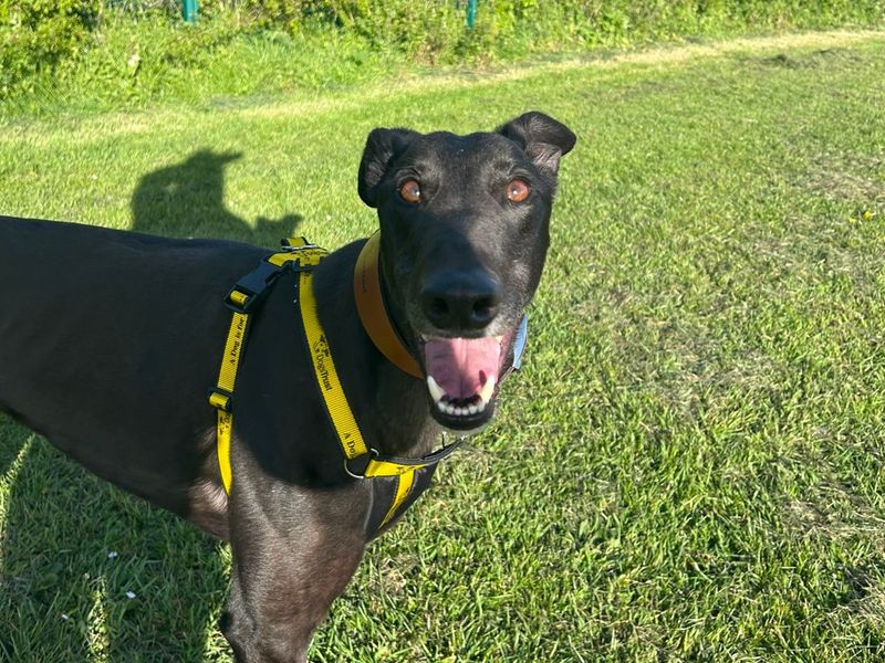 Greyhound Dogs And Puppies For Adoption