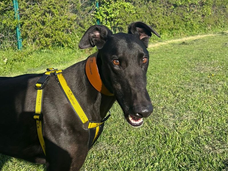 undefined | Greyhound | undefined - 4