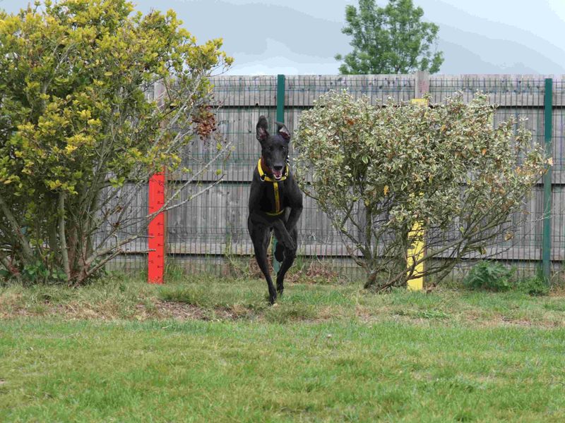 undefined | Greyhound | undefined - 2
