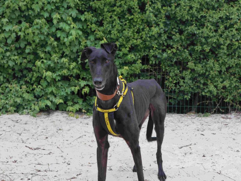 undefined | Greyhound | undefined - 5