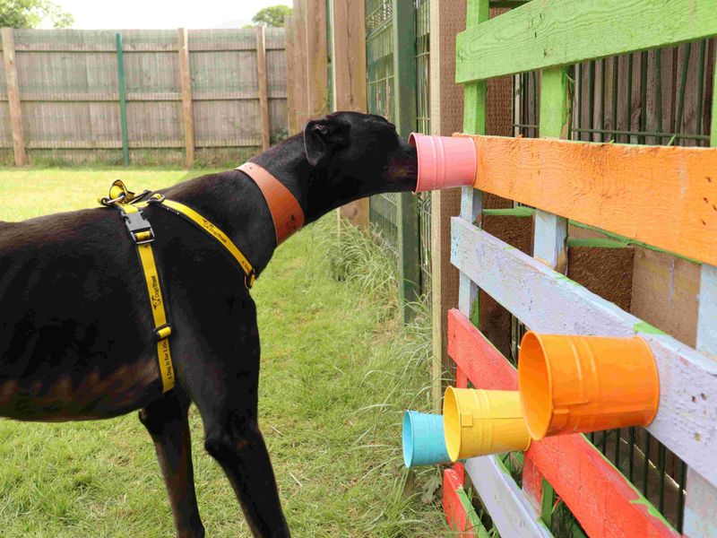 undefined | Greyhound | undefined - 1