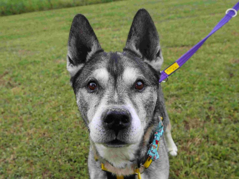 Otis | Siberian Husky Cross | Harefield West London - 5