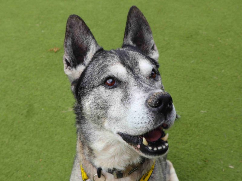 Otis | Siberian Husky Cross | Harefield West London - 3