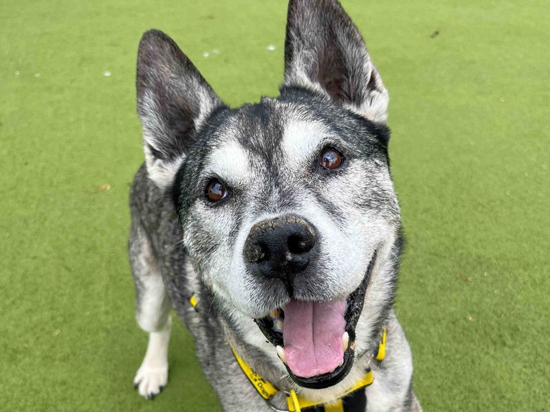 Otis | Siberian Husky Cross | Harefield West London - 4