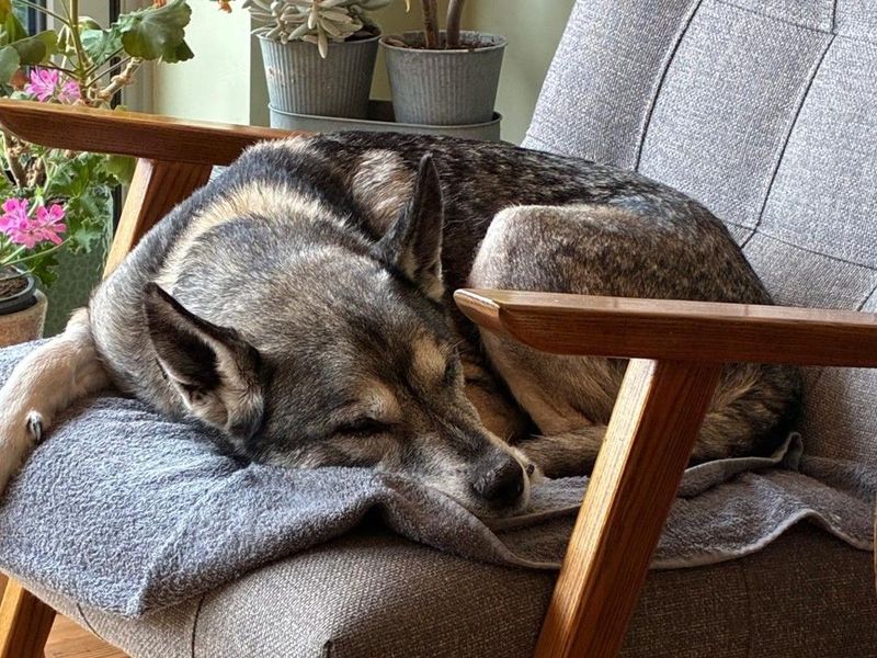 Otis | Siberian Husky Cross | Harefield West London - 1