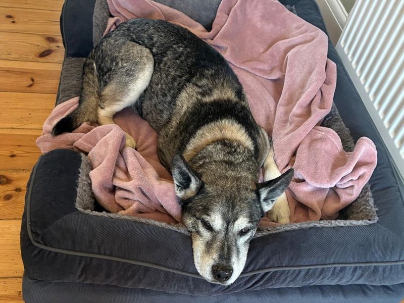 Otis | Siberian Husky Cross | Harefield West London - 2
