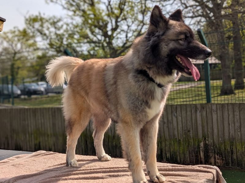 Fifi | German Shepherd Dog Cross | Canterbury - 1
