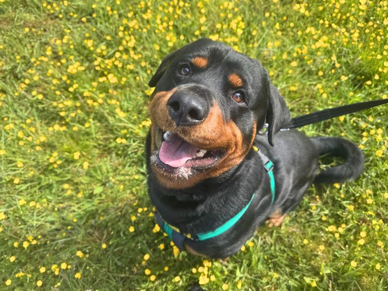 undefined | Rottweiler | undefined - 5