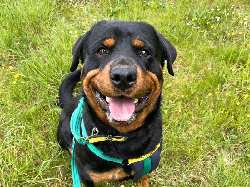 undefined | Rottweiler | undefined - 3