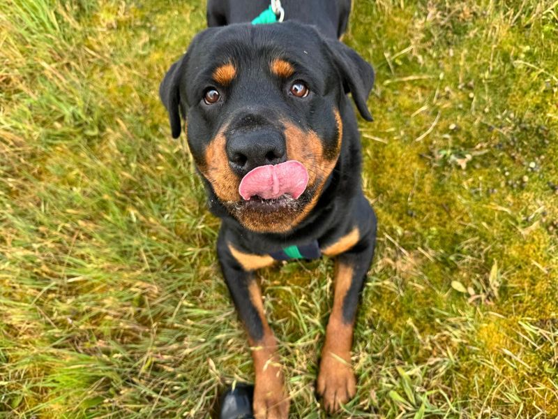 undefined | Rottweiler | undefined - 6