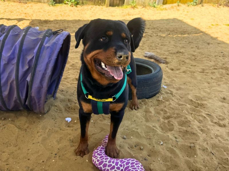 undefined | Rottweiler | undefined - 7