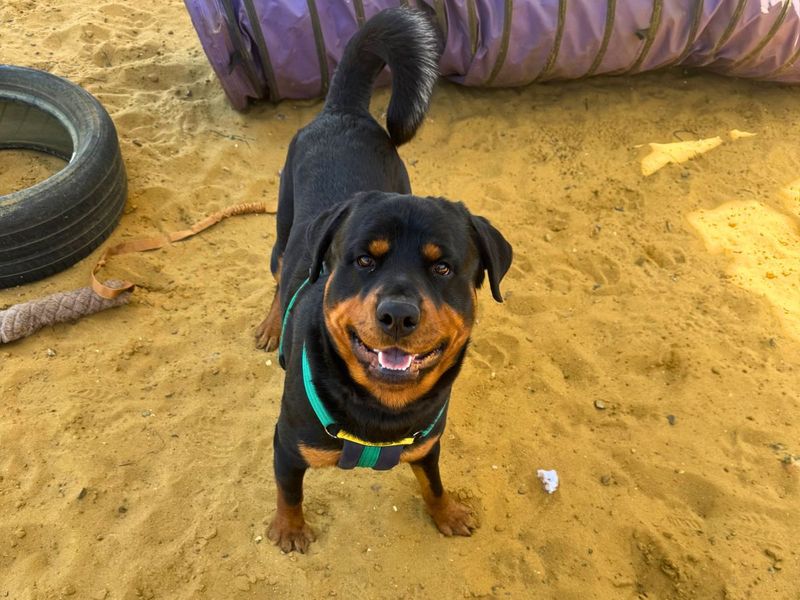 undefined | Rottweiler | undefined - 4