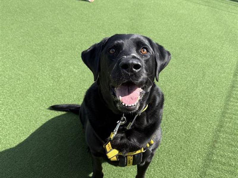 Paddy | Retriever (Labrador) | Ballymena (Northern Ireland) - 1