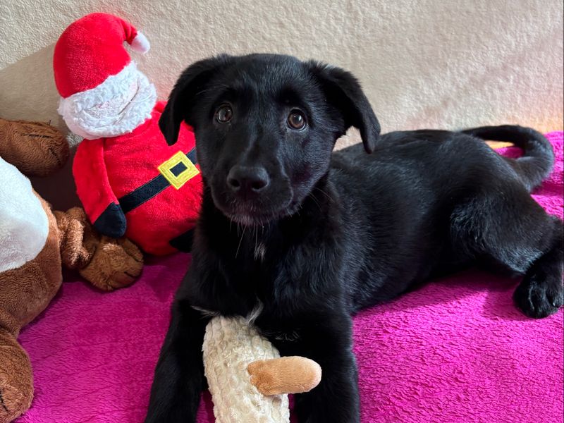 Esther | Retriever (Labrador) Cross | Ballymena (Northern Ireland) - 1