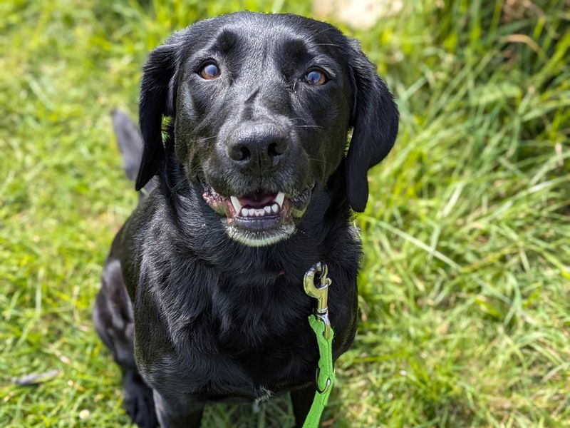 Springer Spaniel Dogs And Puppies For Adoption
