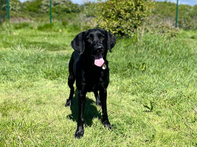 Miss Bella - Image 3 of 3