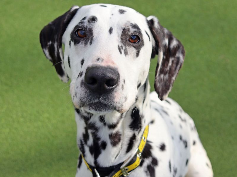 undefined | Dalmatian | undefined - 1