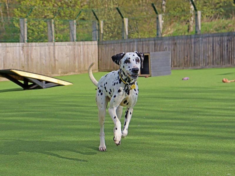 undefined | Dalmatian | undefined - 3