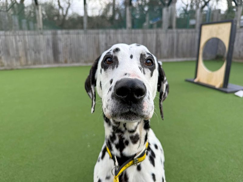 undefined | Dalmatian | undefined - 2