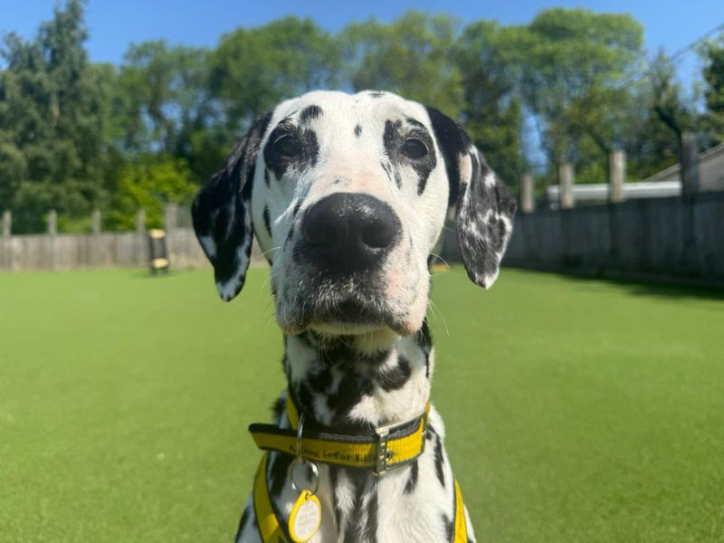 Pepper | Dalmatian | Glasgow - 7