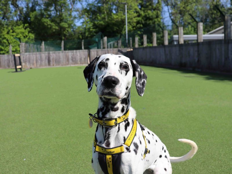 Pepper | Dalmatian | Glasgow - 2