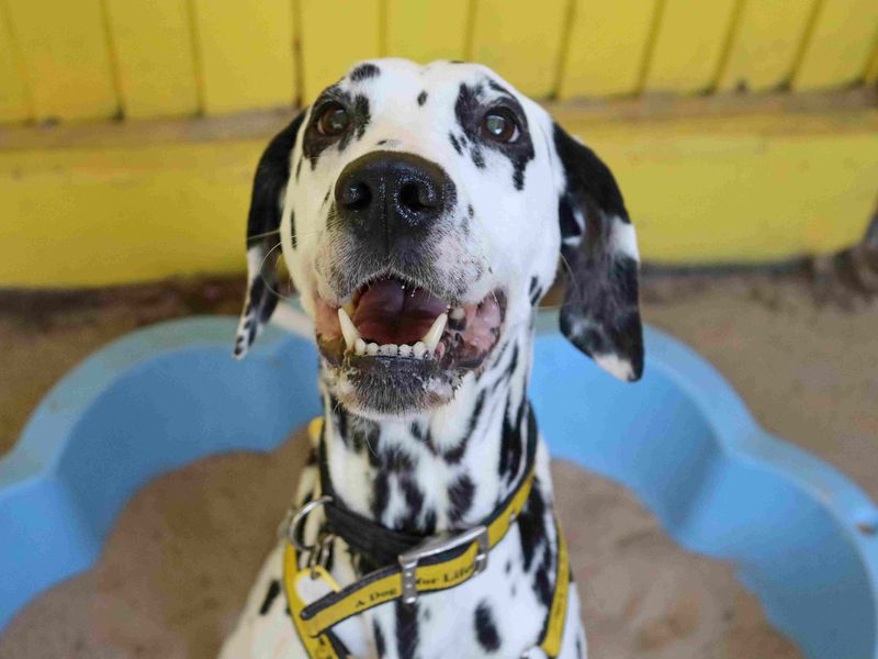 Pepper | Dalmatian | Glasgow - 1