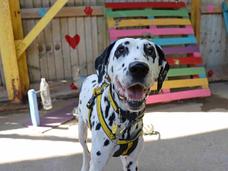 Pepper | Dalmatian | Glasgow - 5