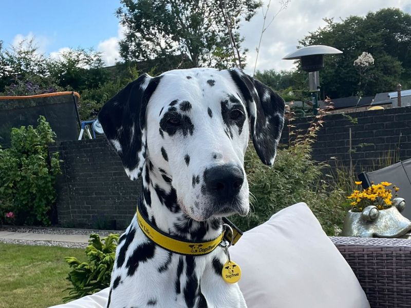 Pepper | Dalmatian | Glasgow - 9