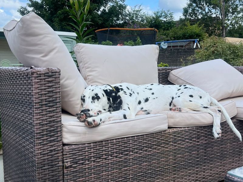Pepper | Dalmatian | Glasgow - 1
