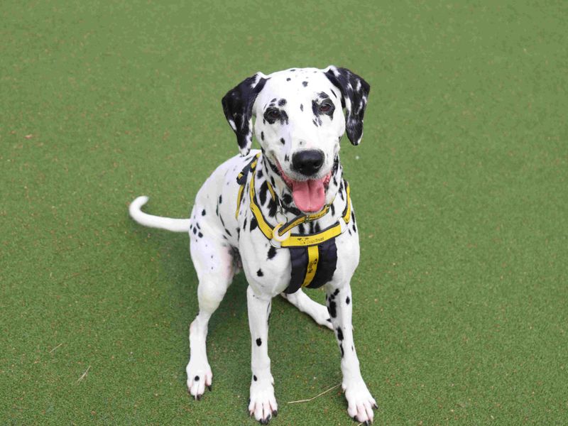 Pepper | Dalmatian | Glasgow - 5