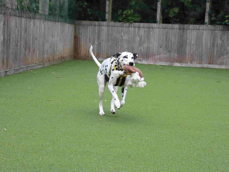 Pepper | Dalmatian | Glasgow - 4