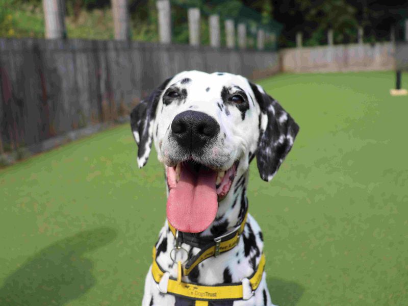 Pepper | Dalmatian | Glasgow - 10