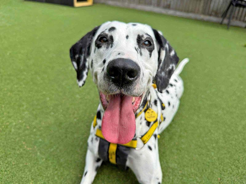 Pepper | Dalmatian | Glasgow - 8