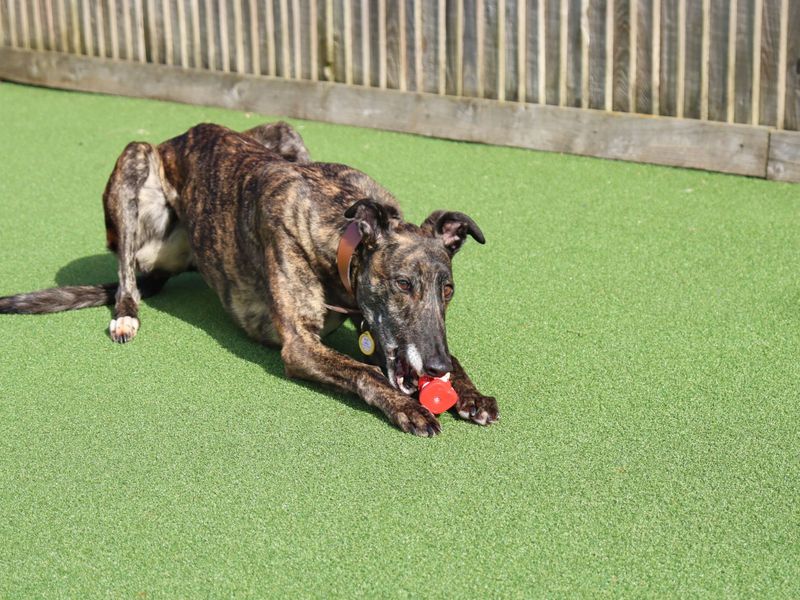 Greyhound Dogs And Puppies For Adoption