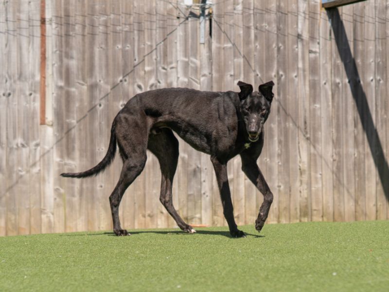 Greyhound Dogs And Puppies For Adoption