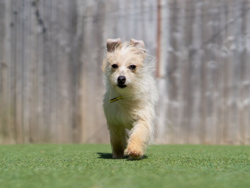 Yorkshire Terrier Dogs And Puppies For Adoption