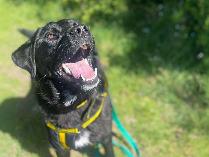 Opel | Retriever (Labrador) Cross | Basildon (Essex) - 1