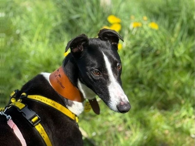 Ophelia | Greyhound | Shrewsbury (Shropshire) - 1