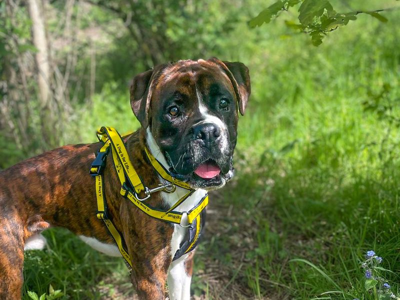 Odin | Boxer | Basildon (Essex) - 1