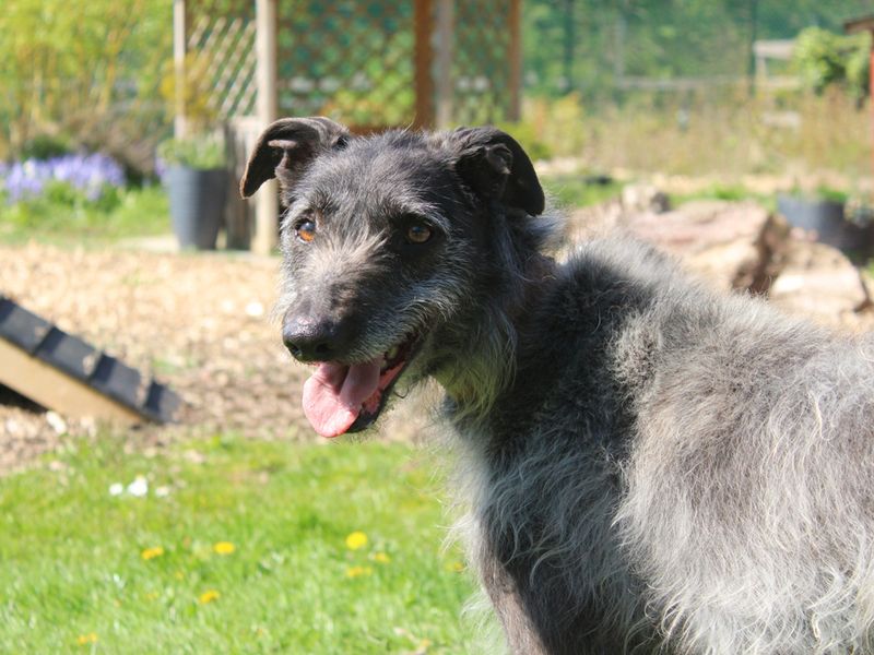 undefined | Lurcher Cross | undefined - 3