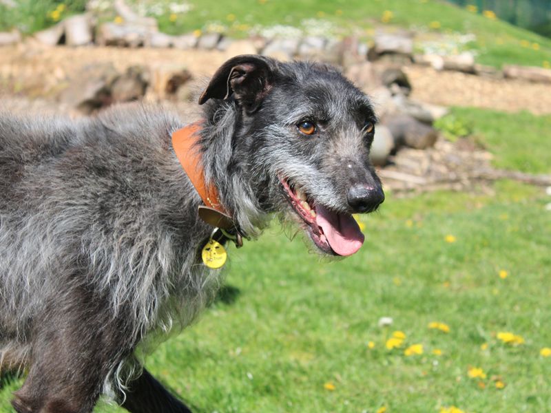 Ollie | Lurcher Cross | Merseyside (Liverpool) - 1