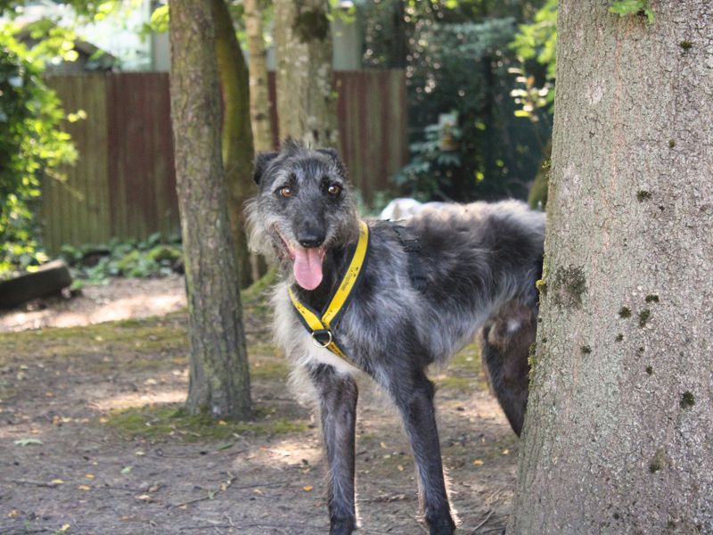 Ollie | Lurcher Cross | Merseyside (Liverpool) - 5