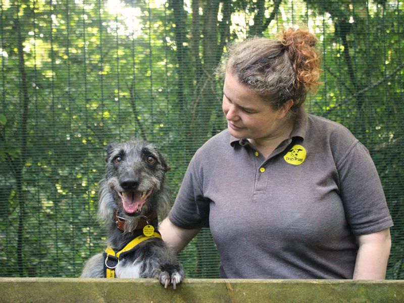 Ollie | Lurcher Cross | Merseyside (Liverpool) - 4