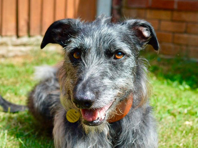 Ollie | Lurcher Cross | Merseyside (Liverpool) - 2