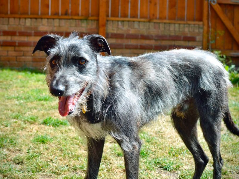 Ollie | Lurcher Cross | Merseyside (Liverpool) - 3