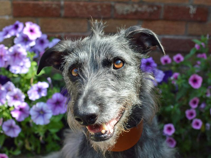 Ollie | Lurcher Cross | Merseyside (Liverpool) - 1