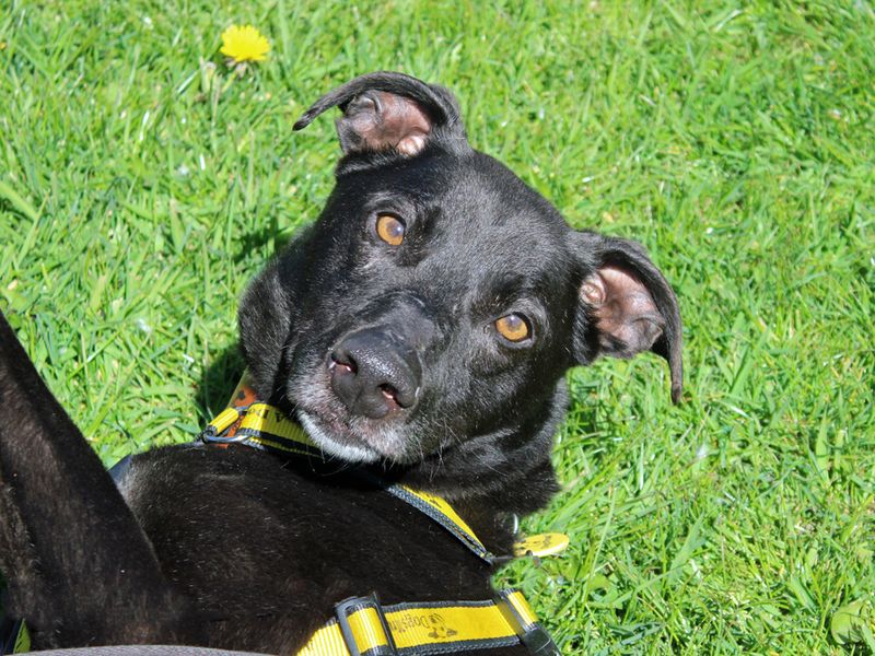 Obi | Lurcher Cross | Merseyside (Liverpool) - 1